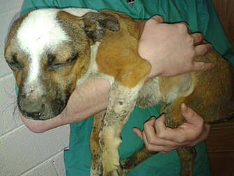 Gardaí uncover animal cruelty...